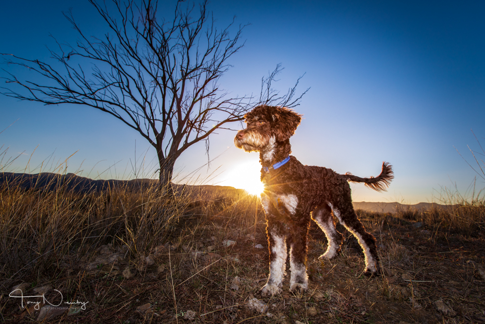 Capertee Valley borderdoodle sunrise portrait.jpg