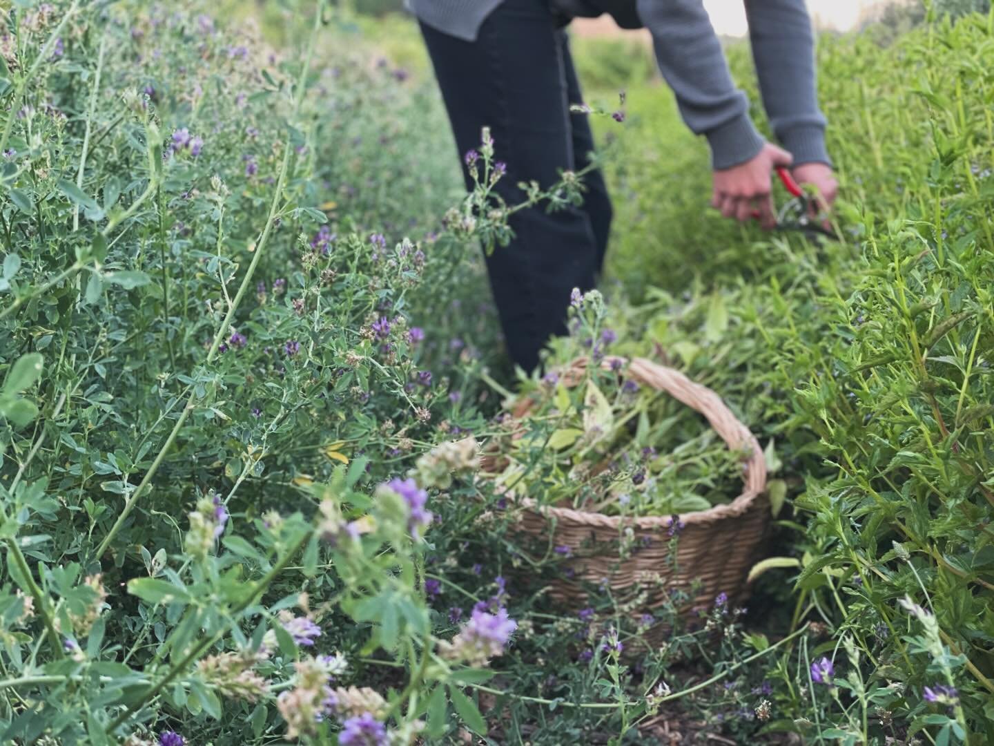 apothecary garden abundance! 

so deeply nourishing to see so many patches of medicinal plants really filled out and thriving.  tis the season to start harvesting and making tinctures teas glyercites syrups oxymels&hellip;  in order to preserve the m