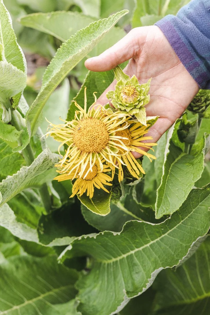 Springtime Youth Medicine Making