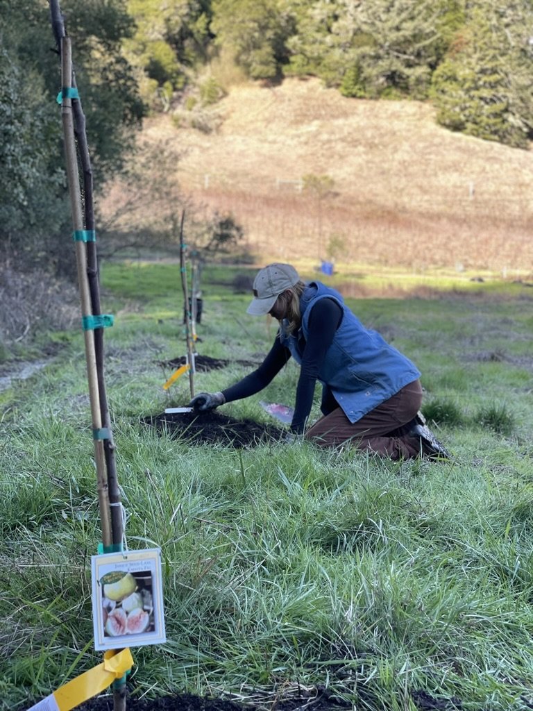 Founding Orchard Member