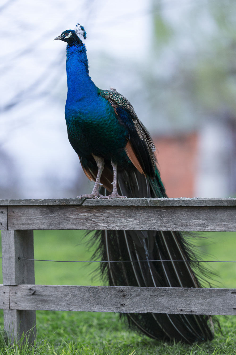 peacock.jpg