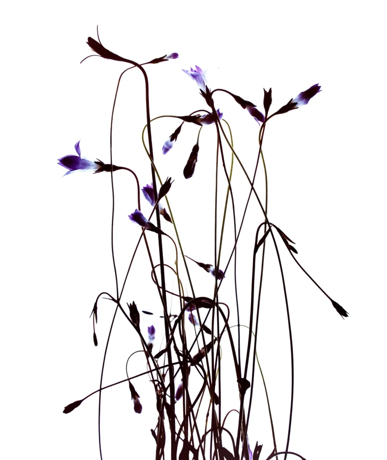 Blue Bells