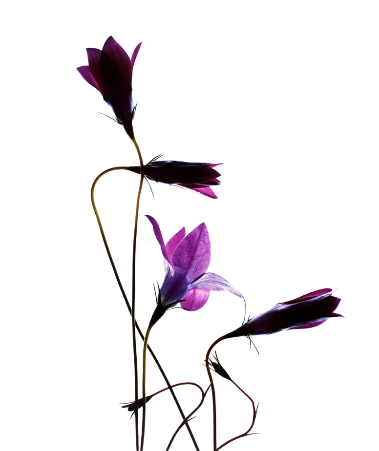 Wild Flower