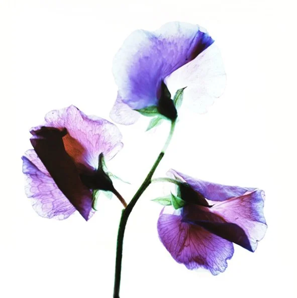 Sweet Pea
