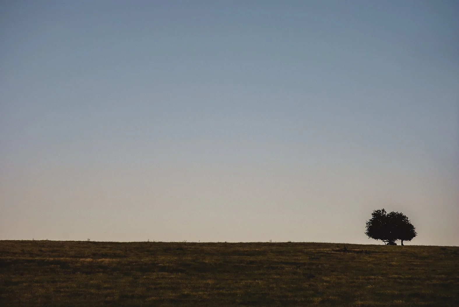 Lone Tree Midland Hwy Tasmania