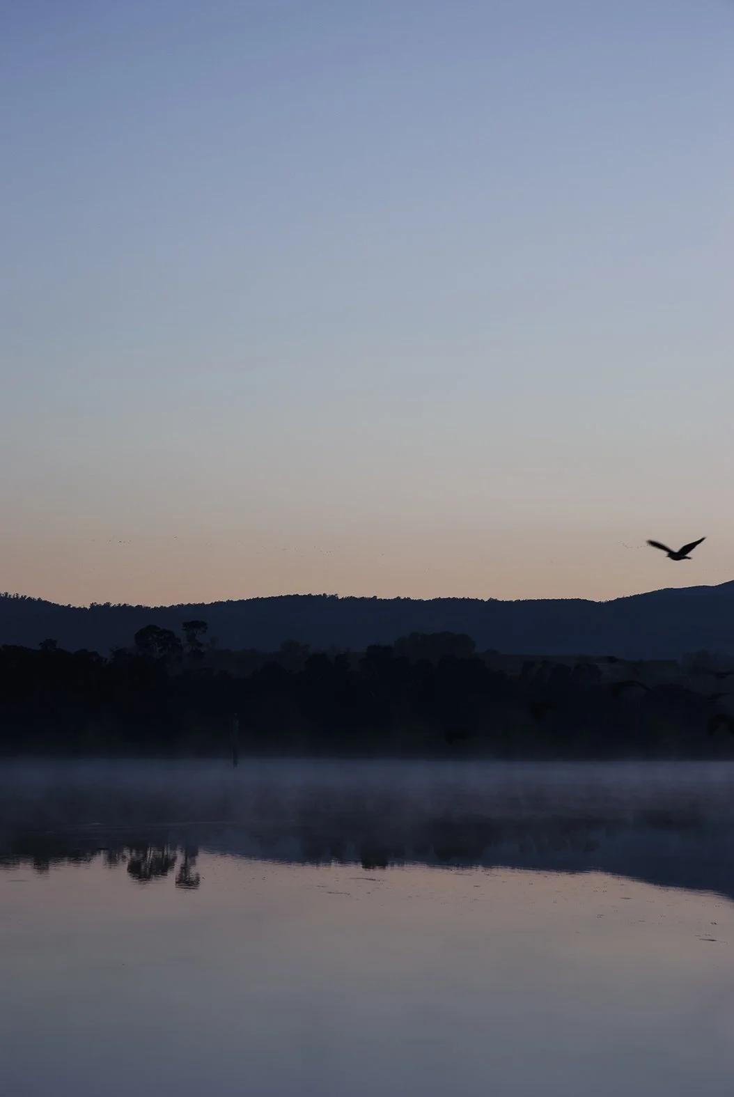Tamar River Wetlands Reserve Tasmania