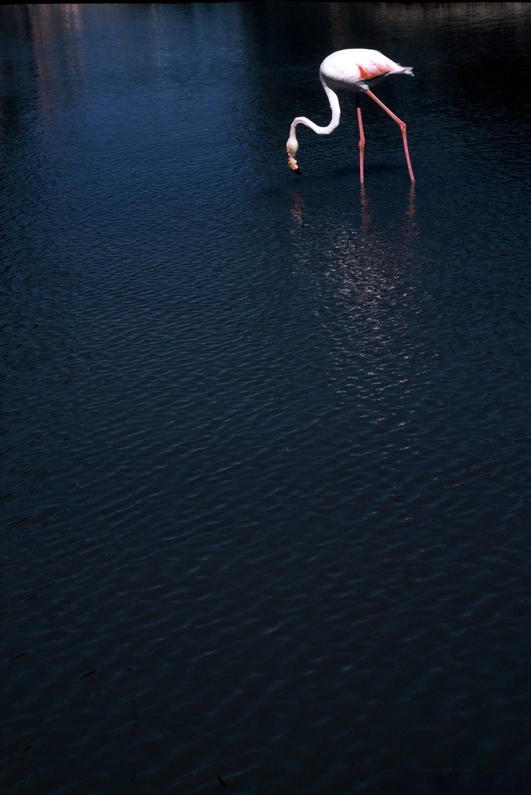 Pink Flamingo Parc Naturel Regional de Camargue