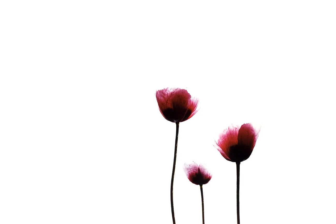 Poppies cover image.jpg