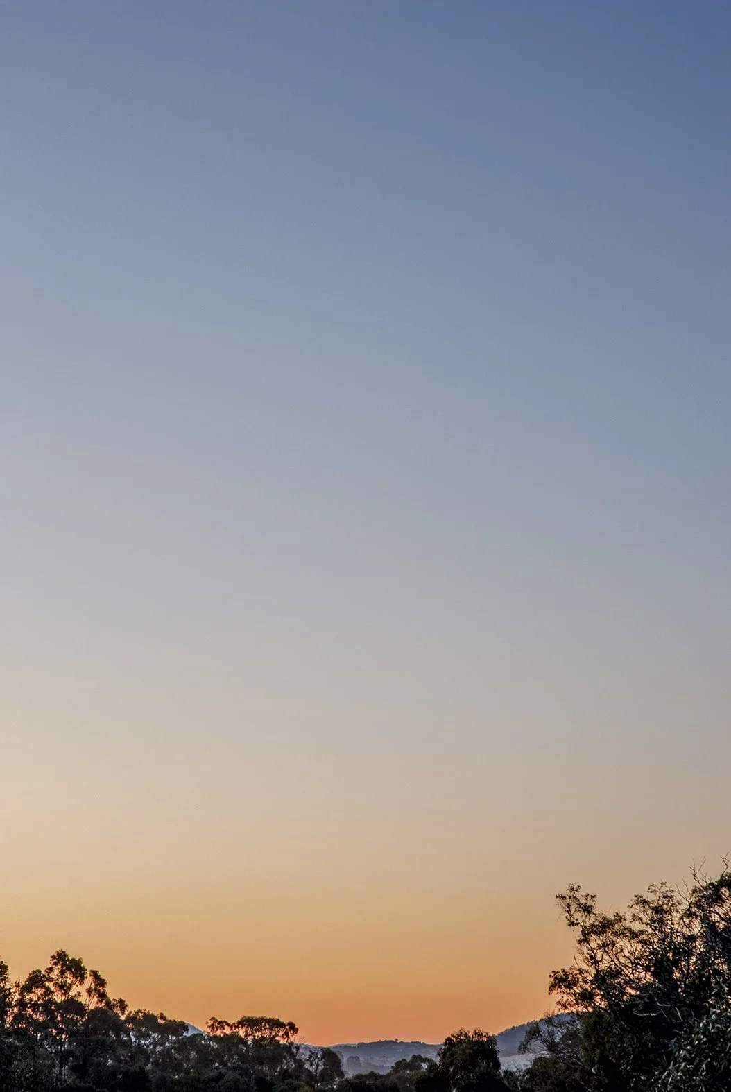 Gumtrees at Dusk