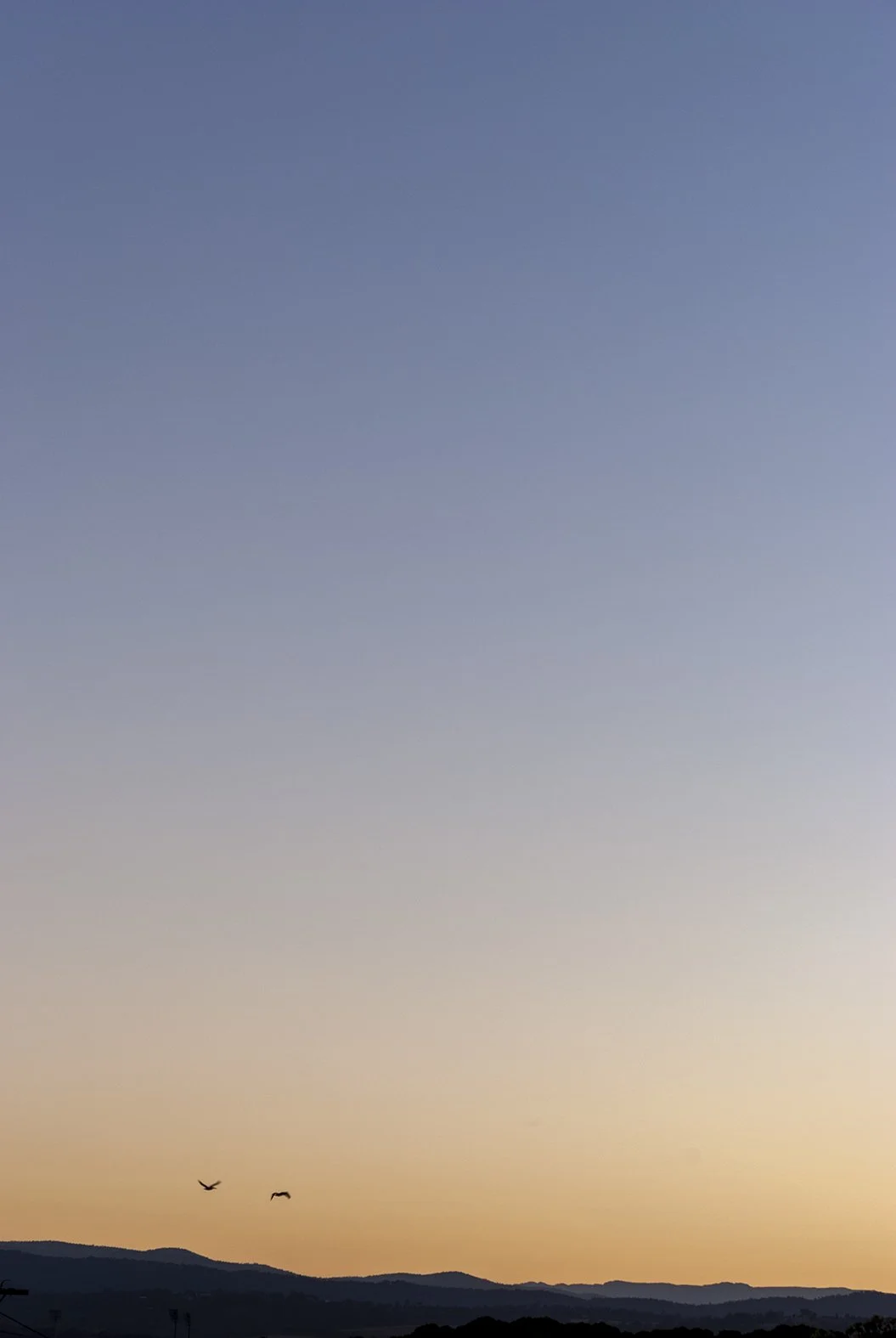 Birds at Sunset