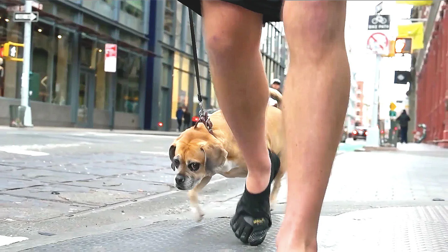 rundotdog_2a.jpeg