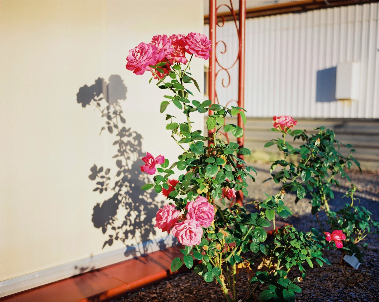 tumblr_n4tm6eoelM1sxov5ko3_r1_1280 2.jpg