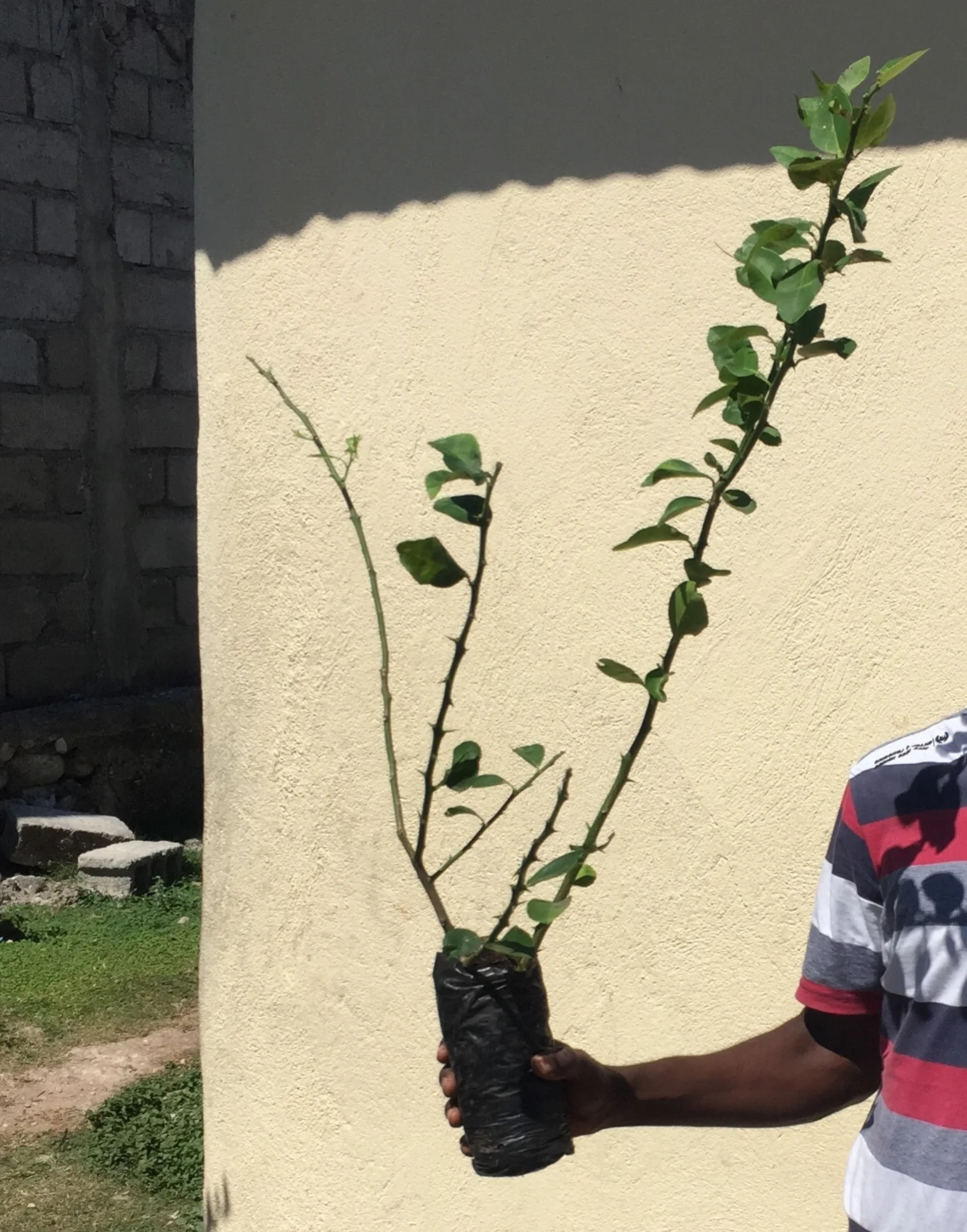 When life gives you lemon (trees) - plant them!