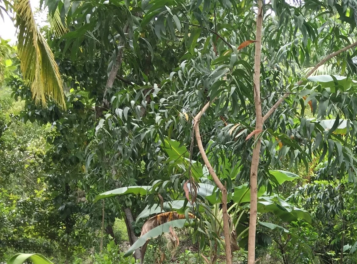 An update of our past work.