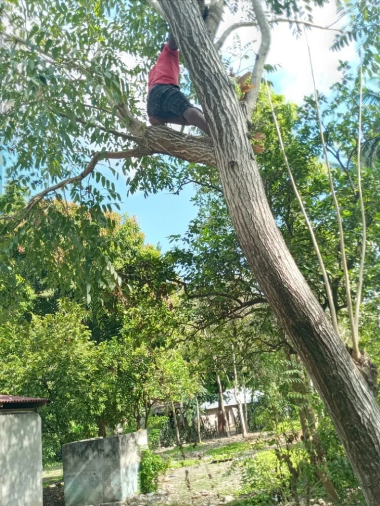 The Popular Sed Tree — The Haiti Tree Project