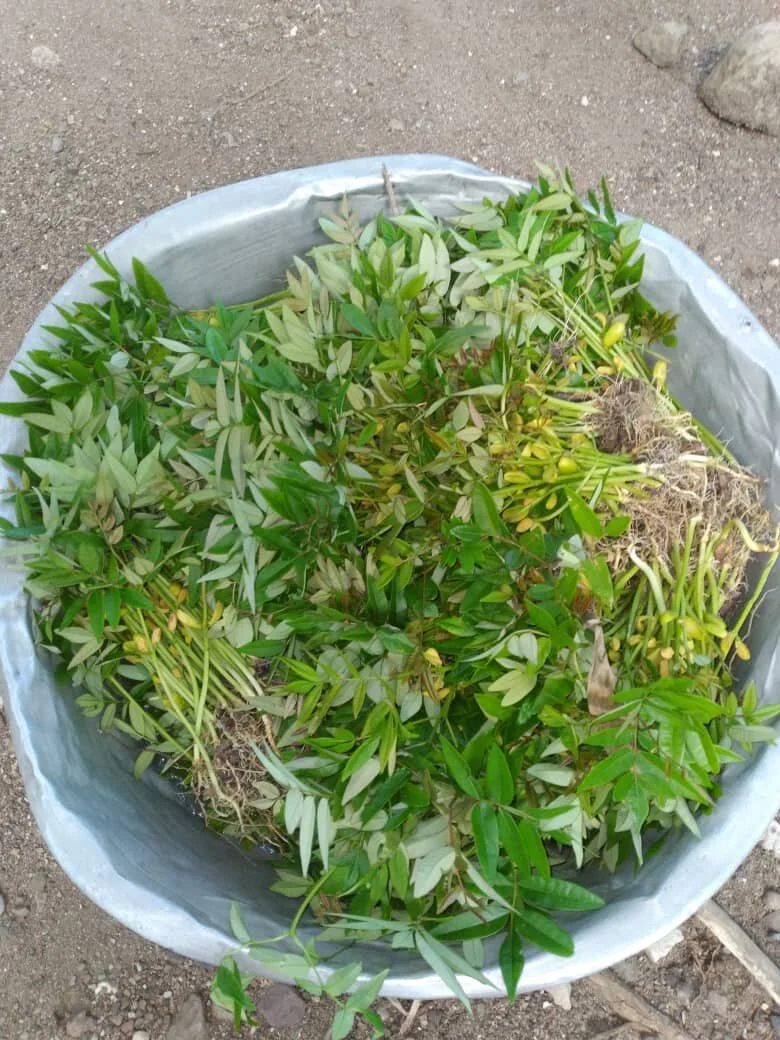 Fween Tree Seedlings