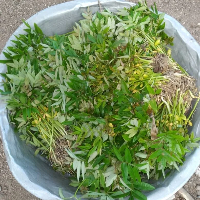 July 18 fwenn trees.jpeg