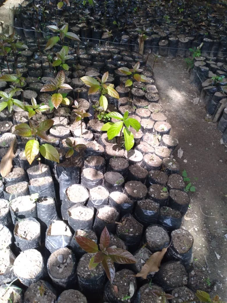 Agroforestry and Eating Locally go Hand in Hand