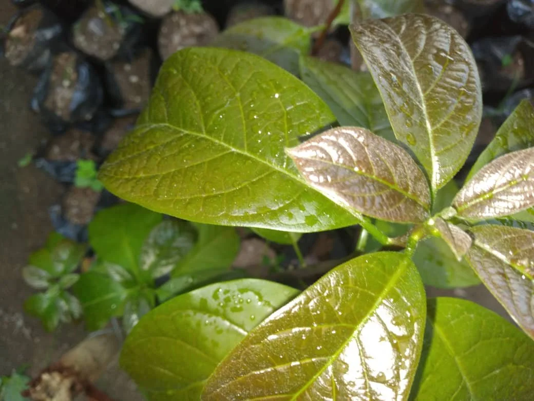 Avocado Trees