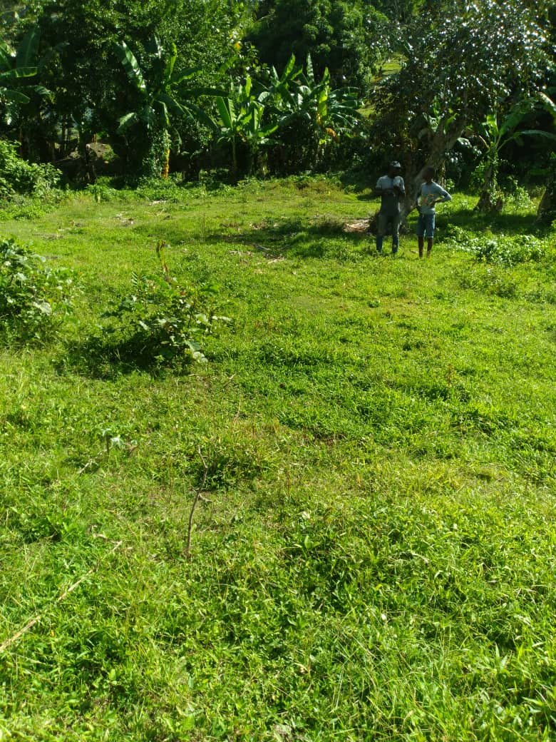 Dec 14 Planting in. La Hatte.JPG