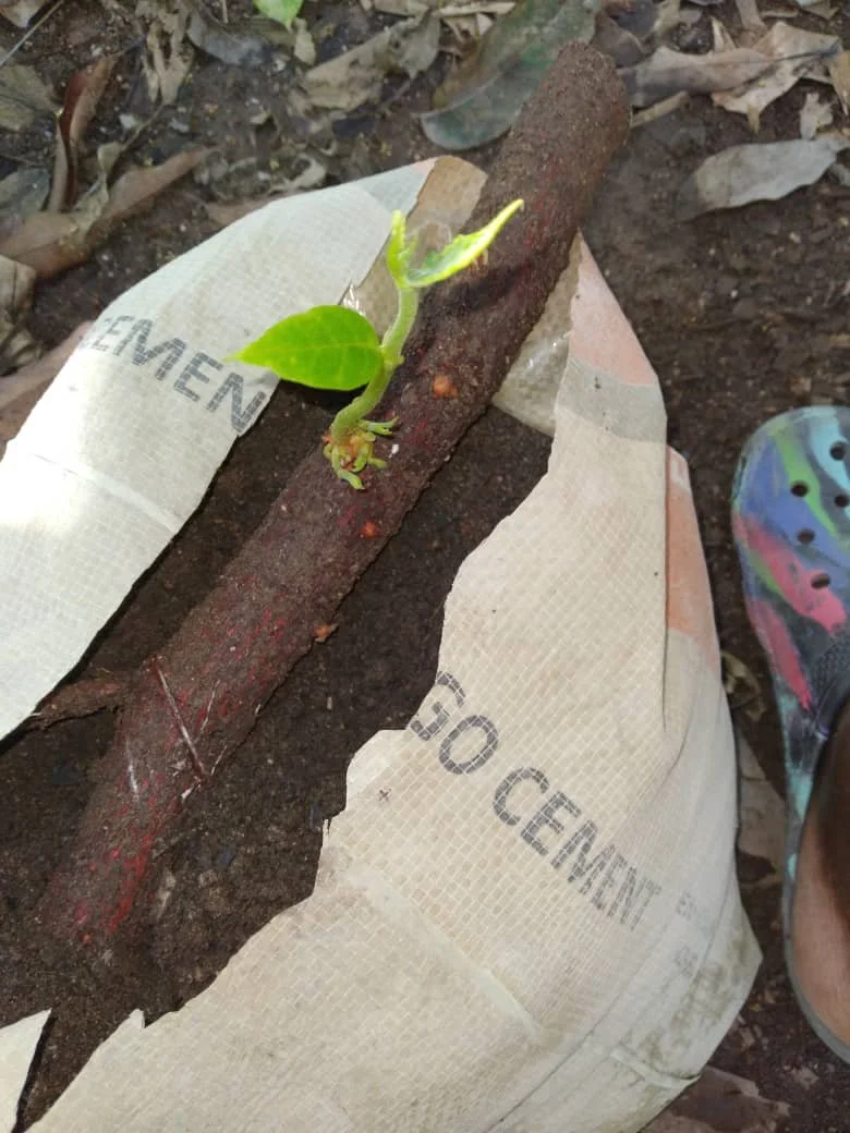 Cement Bags for Breadfruit Trees