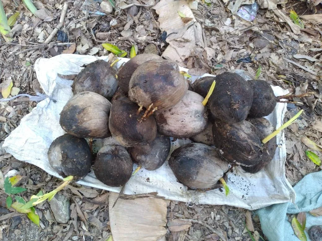 Investing In Coconuts