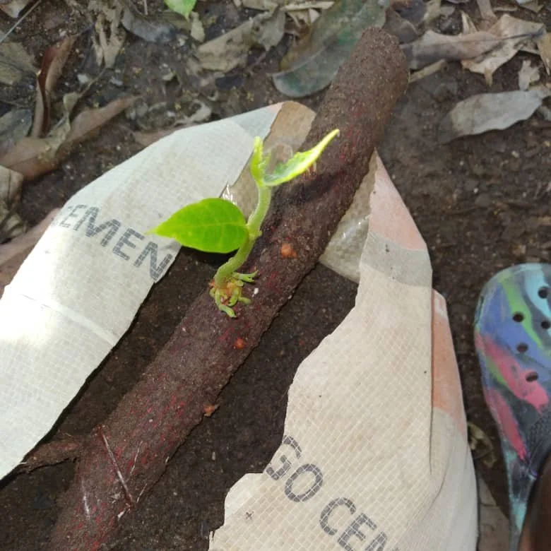 Learning To Grow Breadfruit