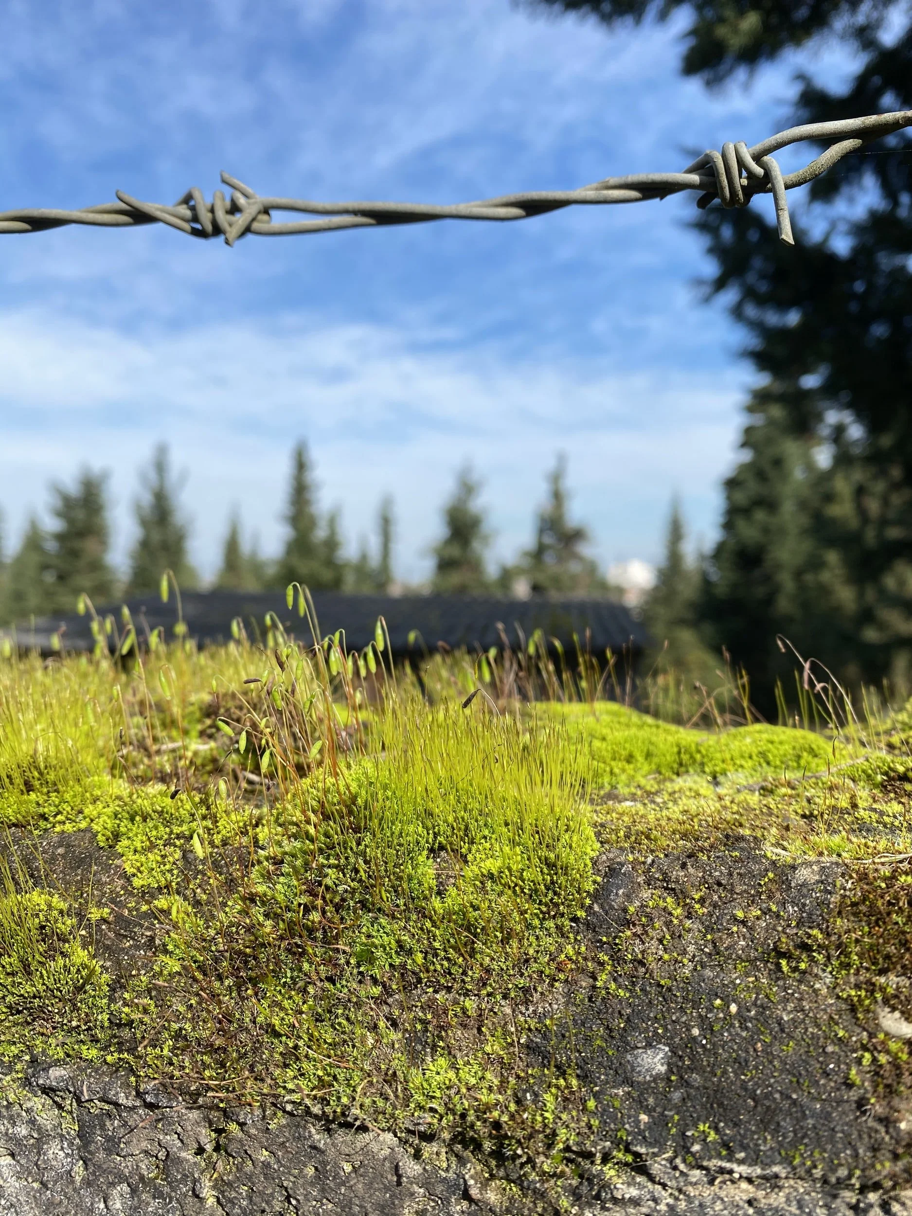 Goat Proof Fencing At Our Second Nursery