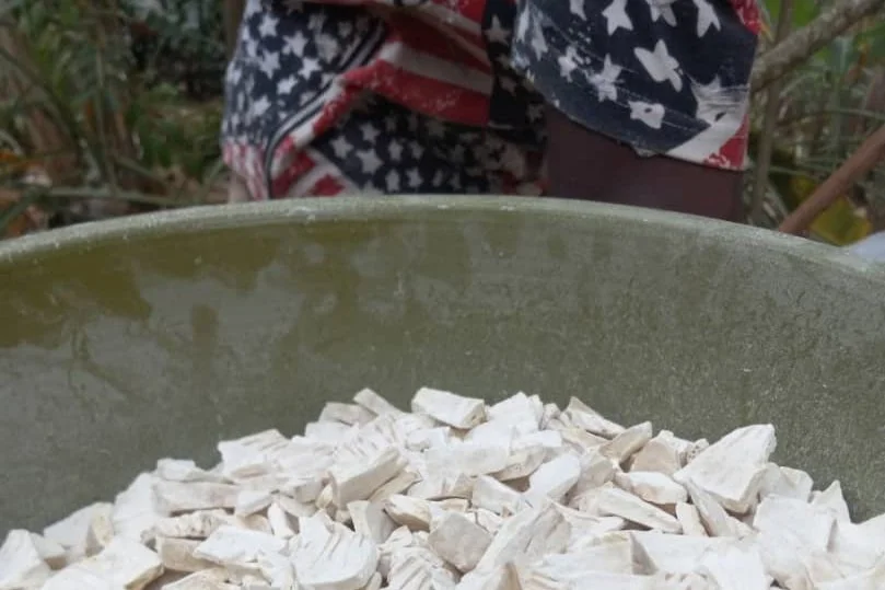 Increasing Our Breadfruit Flour Output