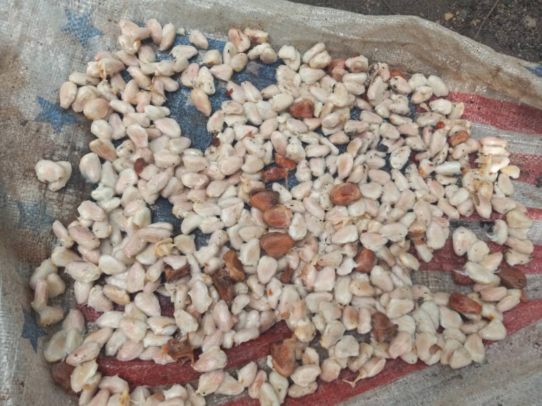 Fresh Cacao Seeds