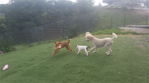 The Play Yard
