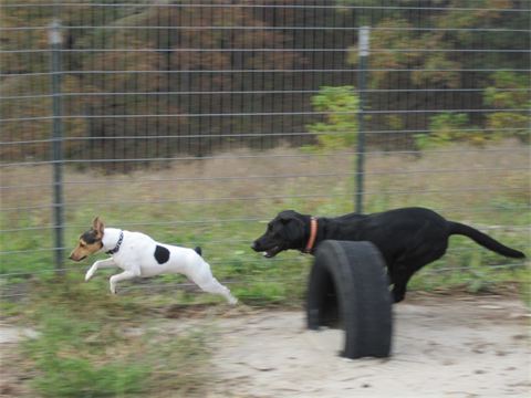 The Play Yard
