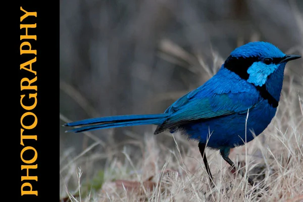 Wren_Photography.jpg