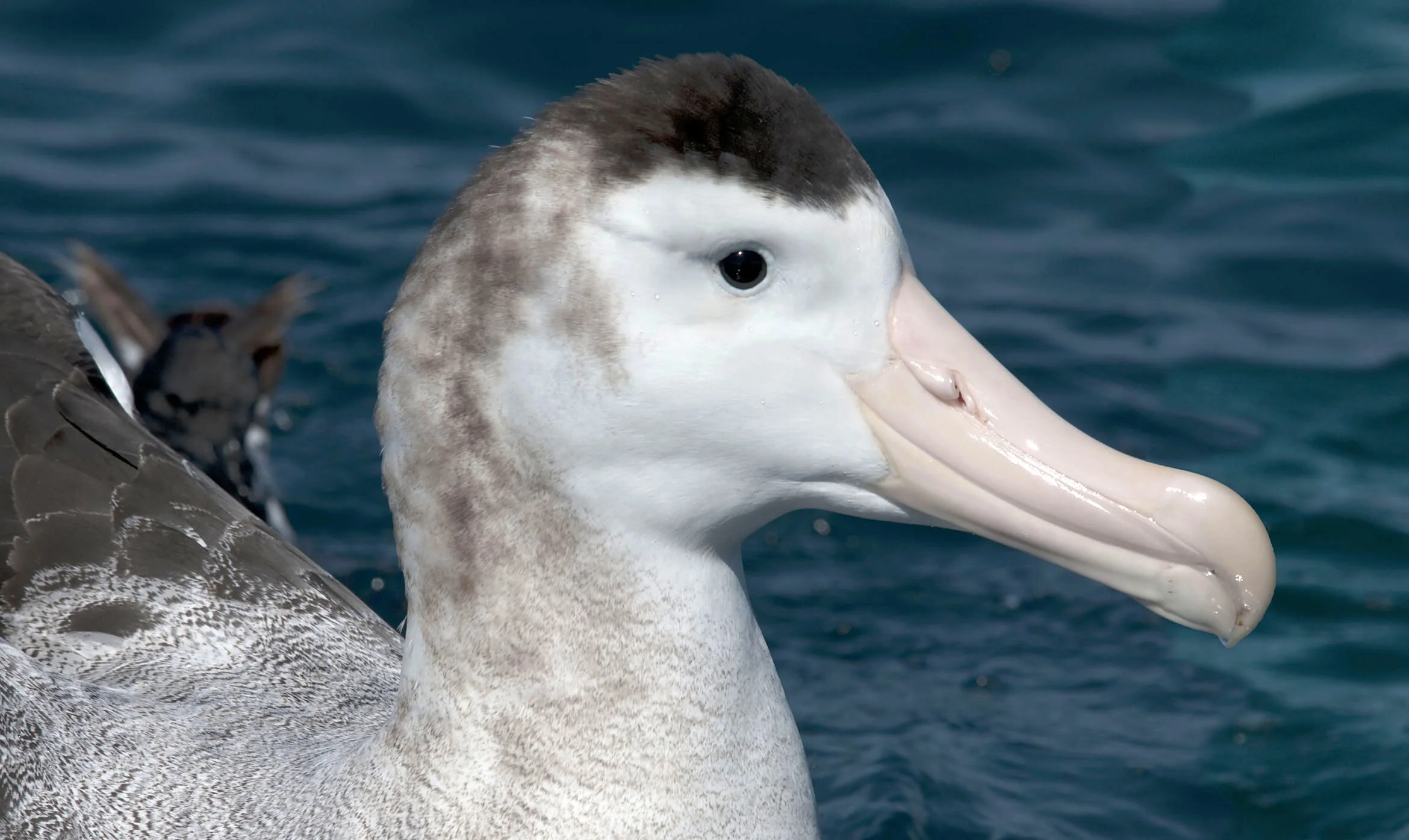 Antipodean_Wandering_Albatross_20110125_Kaikoura_NZ_1.jpg