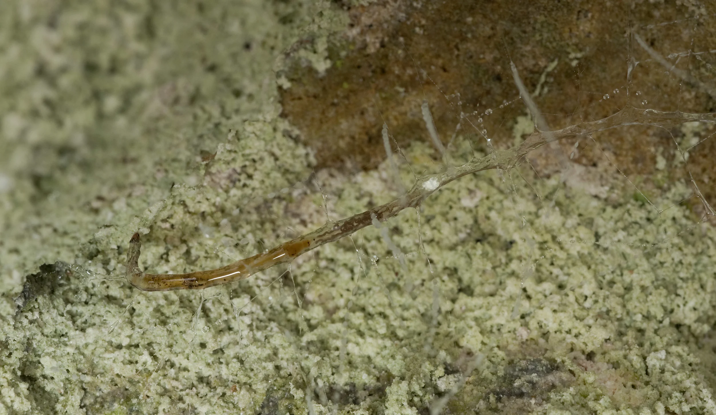 Arachnocampa_luminosa_Glow-worm_20110129_Ruakuri_Walk_Waitomo_NZ_1.jpg