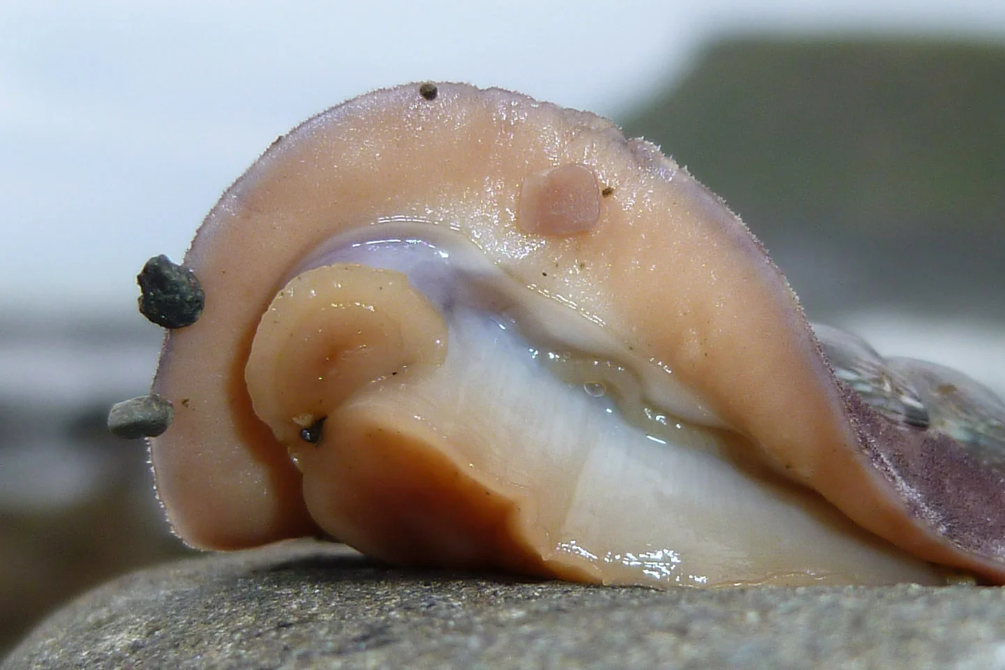 chiton_20110422_Curio_Bay_Catlins_NZ_4.jpg
