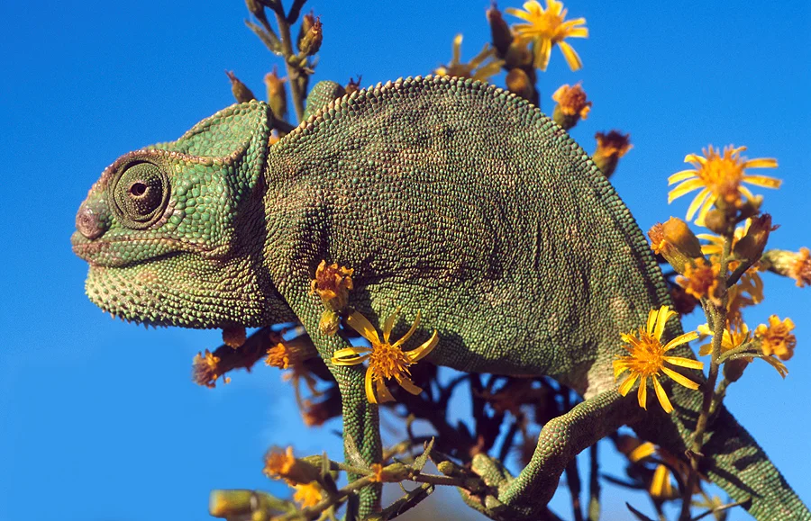 Chamaeleo_chamaeleon2.jpg
