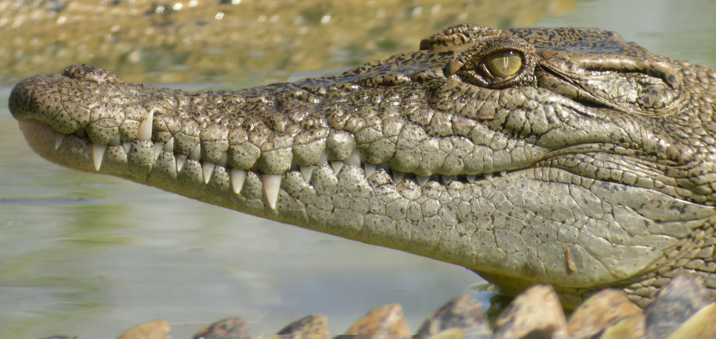 Crocodylus_porosus_20040525_Cairns_Croc_Farm_Qld_26.jpg