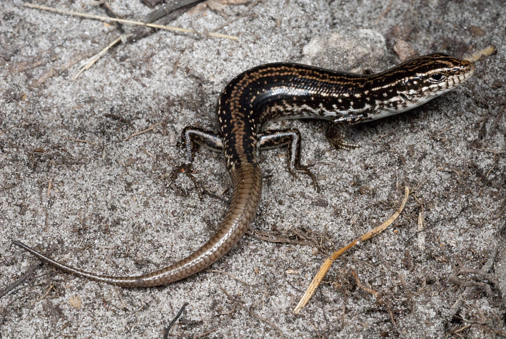Ctenotus_catenifer_20080121_Cheynes_Beach_WA_1.jpg