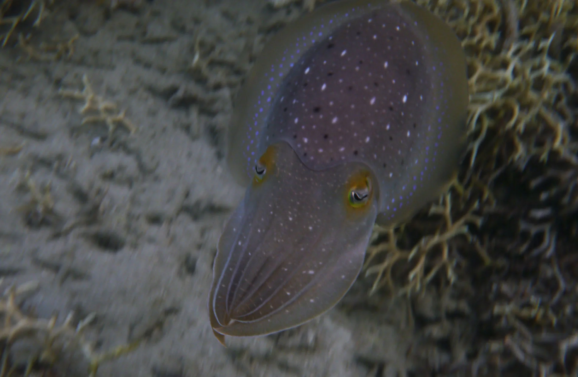 cuttlefish_20110724_Aore_I_Santo_Vanuatu_3.jpg