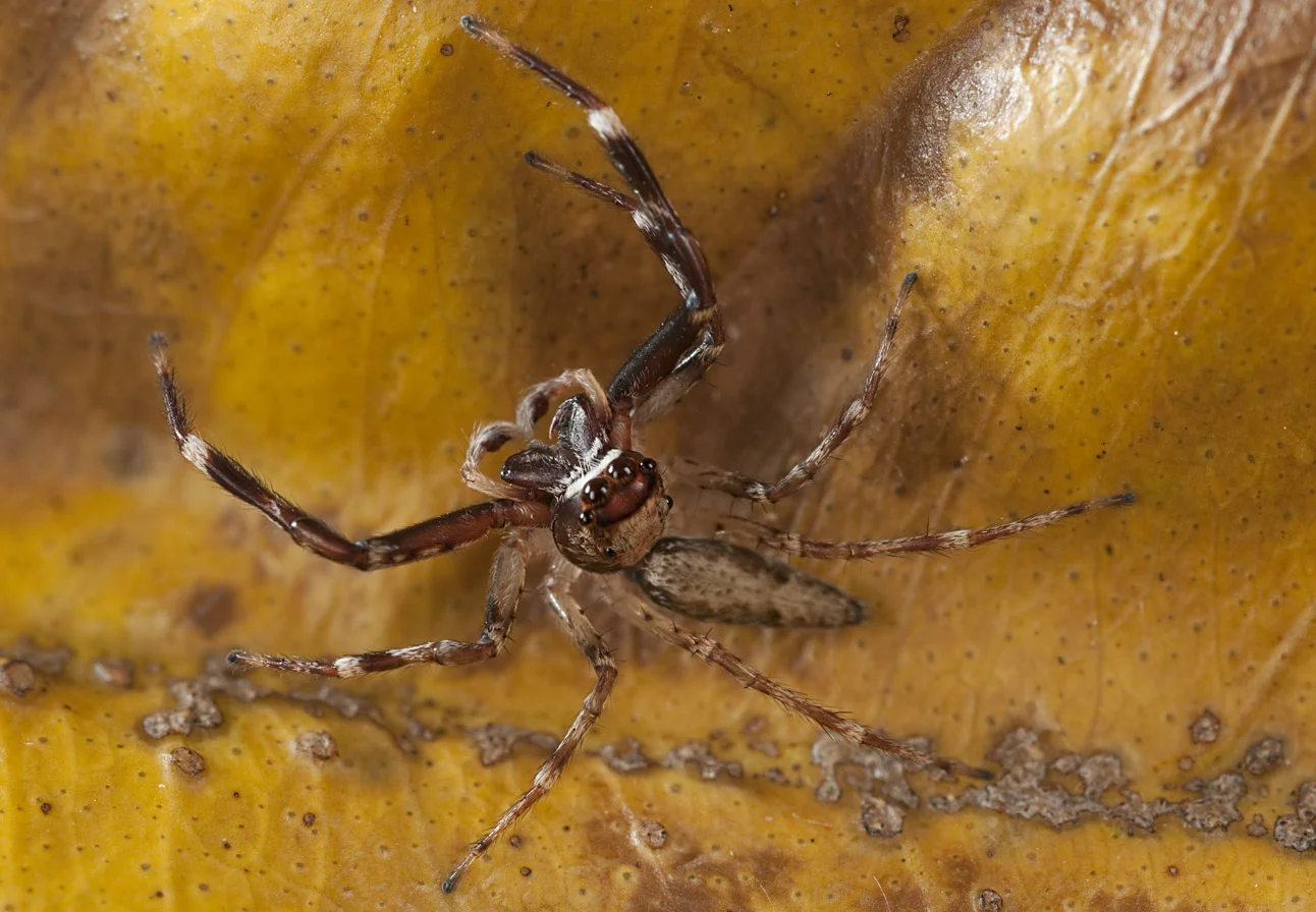Jumping-spider_20101215_Herne_Bay_NZ_1.jpg