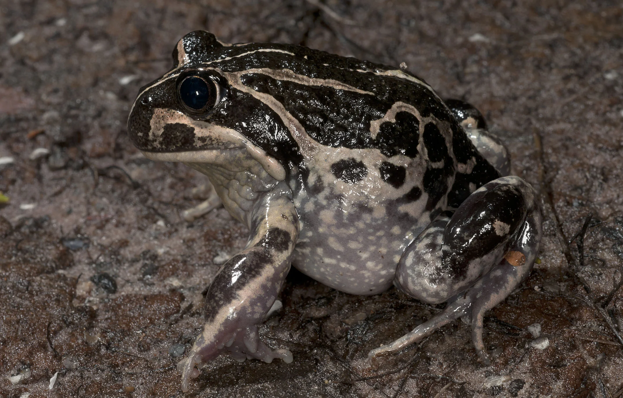 Limnodynastes_dorsalis_20111214_Cheynes_Beach_WA_1.jpg
