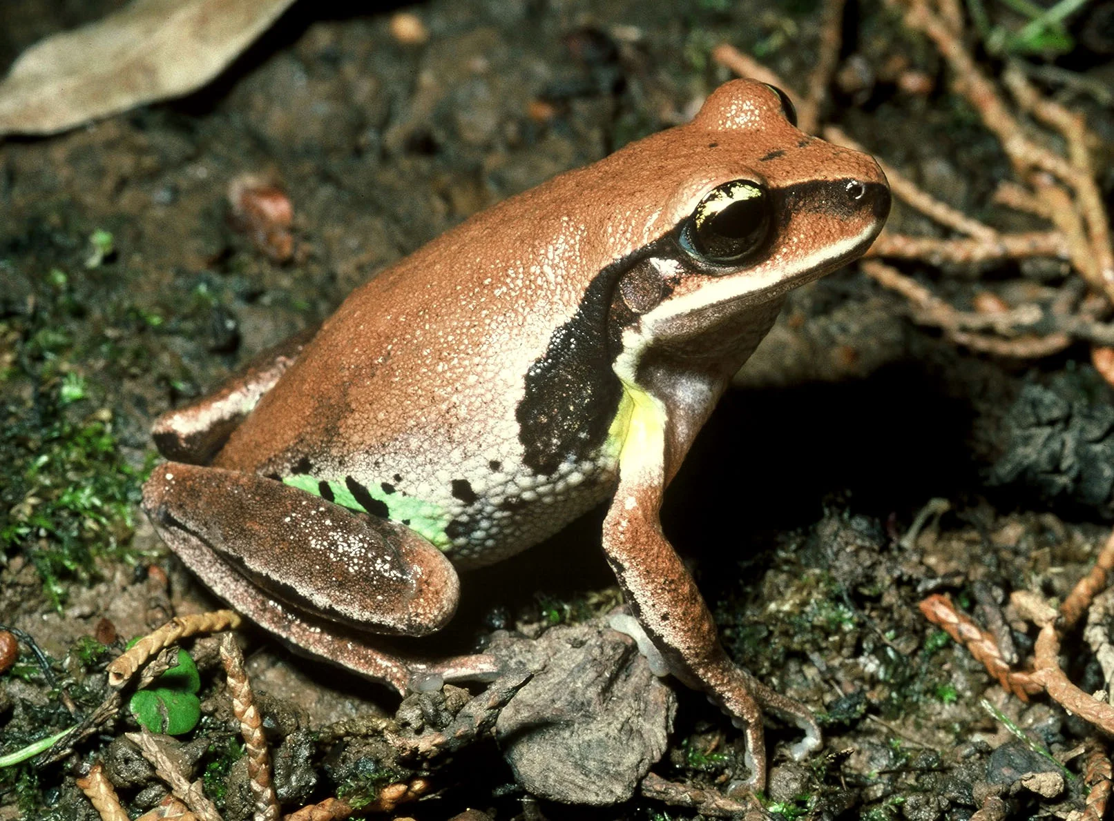 Litoria_brevipalmata_19911213_Coffs_Harb_NSW_1.jpg
