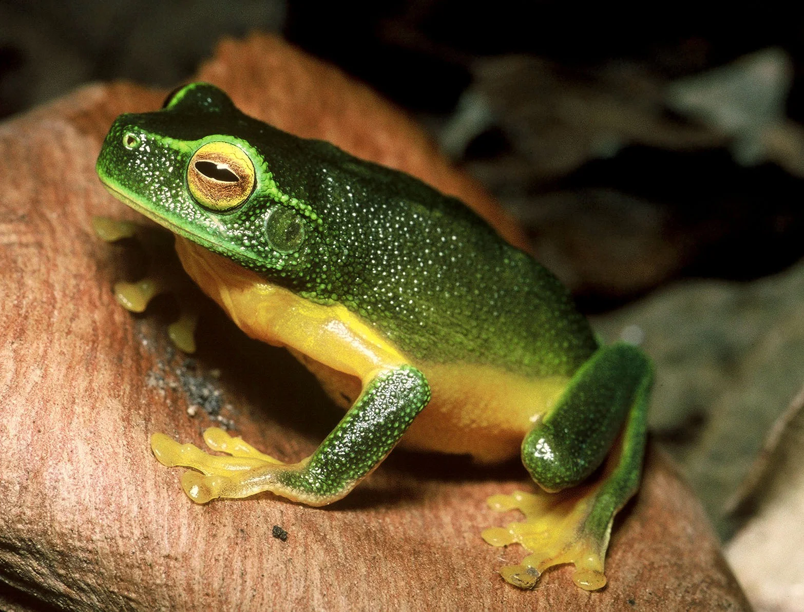 Litoria_gracilenta_19960107_Julatten_Qld_1.jpg