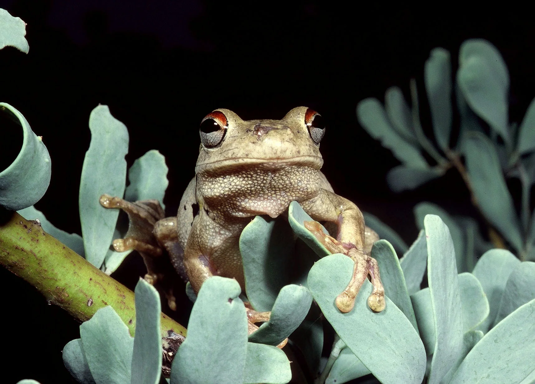 Litoria_rothii_19820130_Brooking_Springs_Stn_WA_1.jpg
