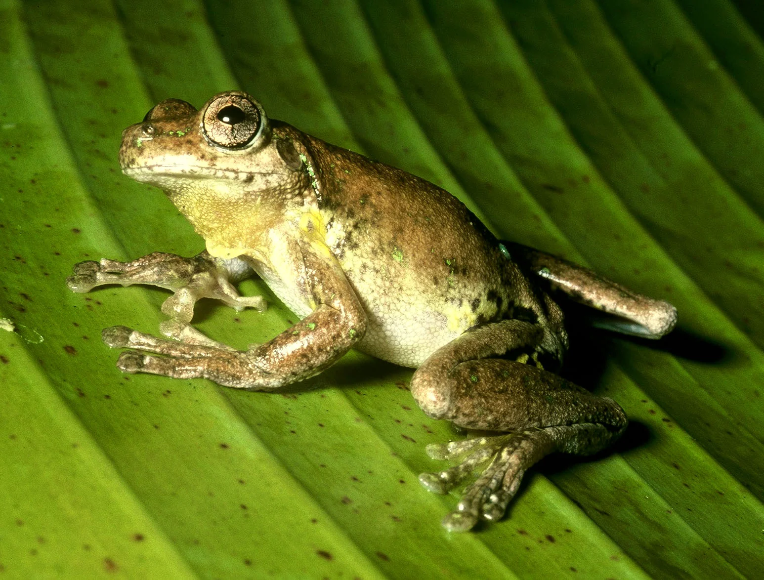 Litoria_peronii_19911213_Coffs_Harb_NSW_1.jpg