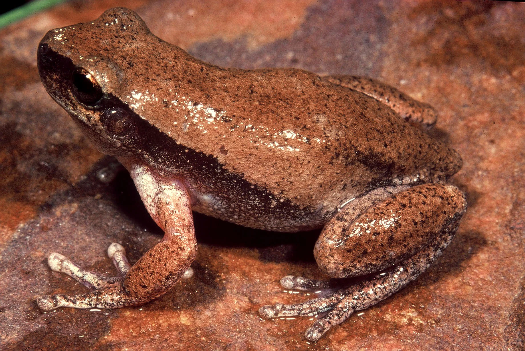 Litoria_rubella_19810302_Lissadell_Stn_WA_1.jpg