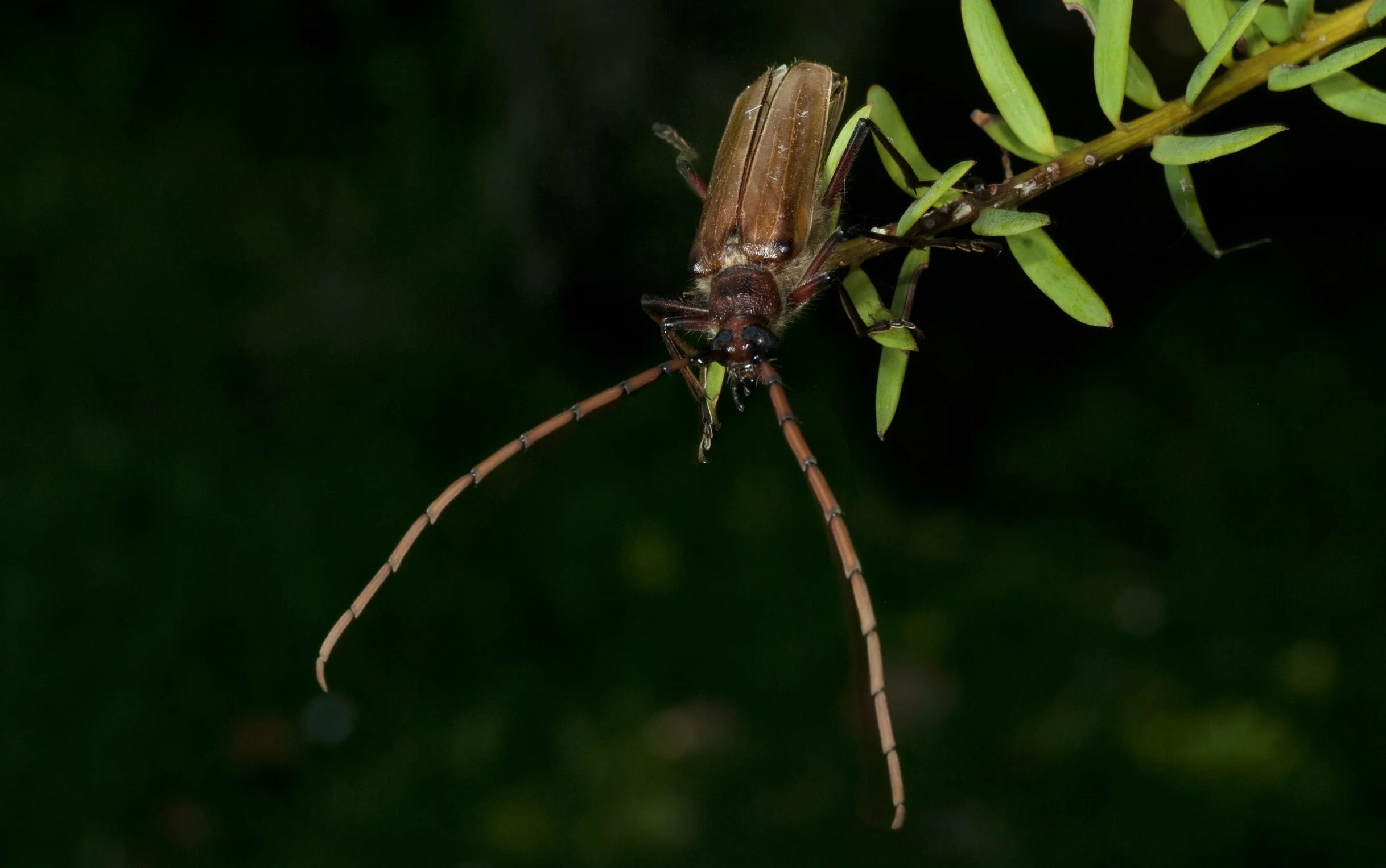 longhorn_beetle_20090126_Ruakuri_Cave_NZ.jpg
