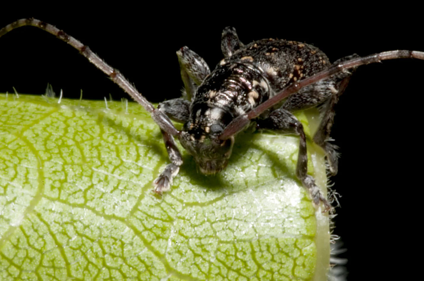Longhorn_Cerambycidae_20101124_Herne_Bay_Auckland_NZ_4.jpg