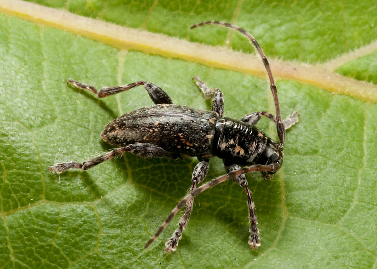Longhorn_Cerambycidae_20101124_Herne_Bay_Auckland_NZ_1.jpg